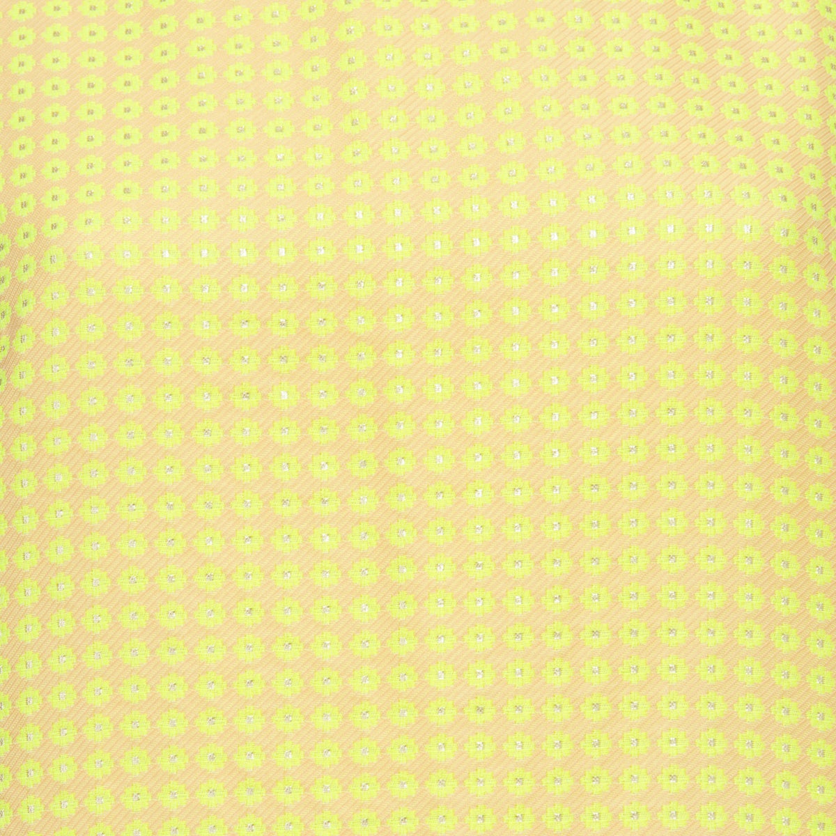 Buttafly - MSGM - MISHMASH